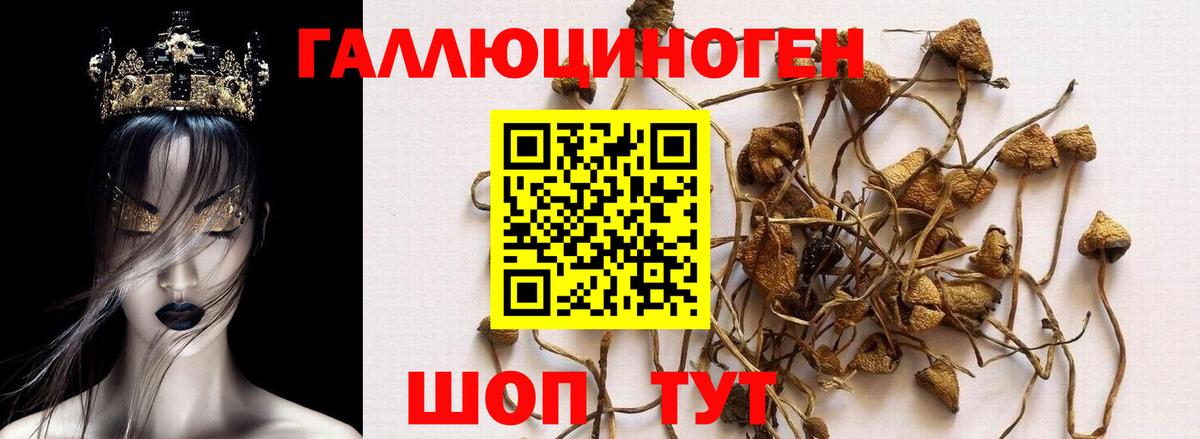 Ейск  Псилоцибиновые грибы GOLDEN TEACHER  Вход с VPN 